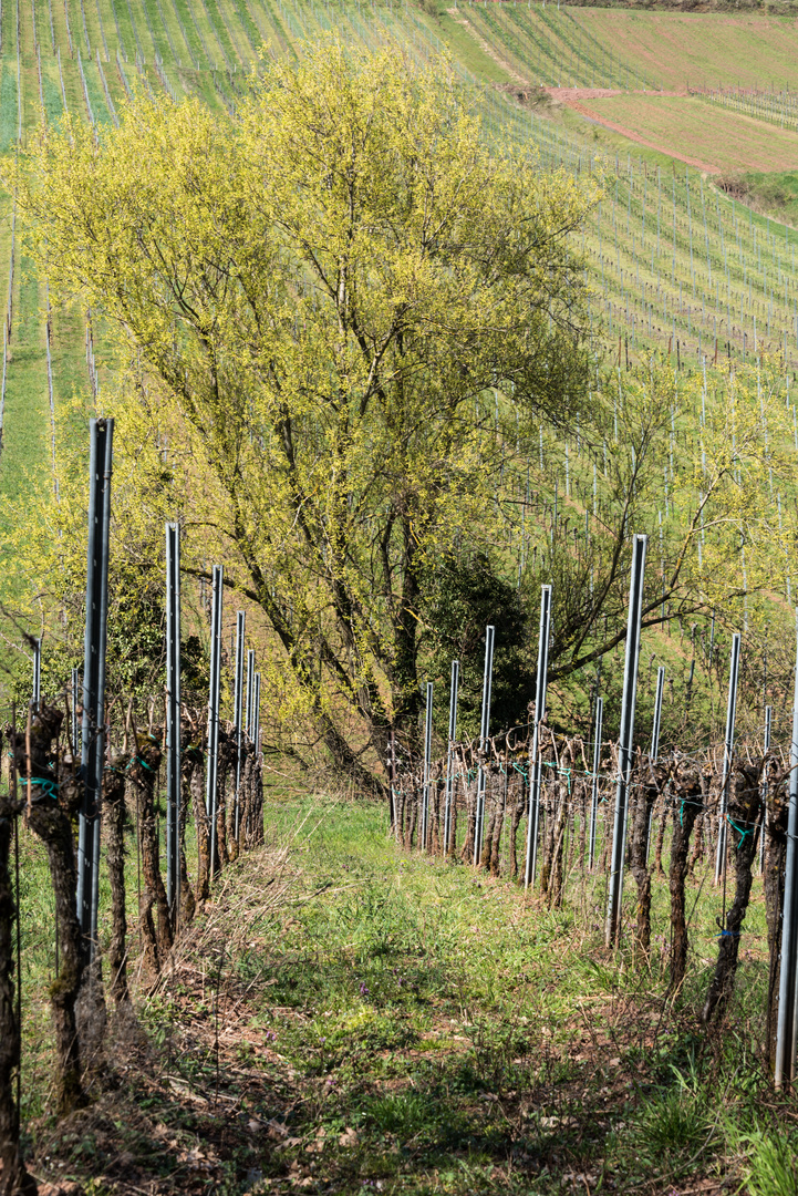 Frühling in der Pfalz - 2