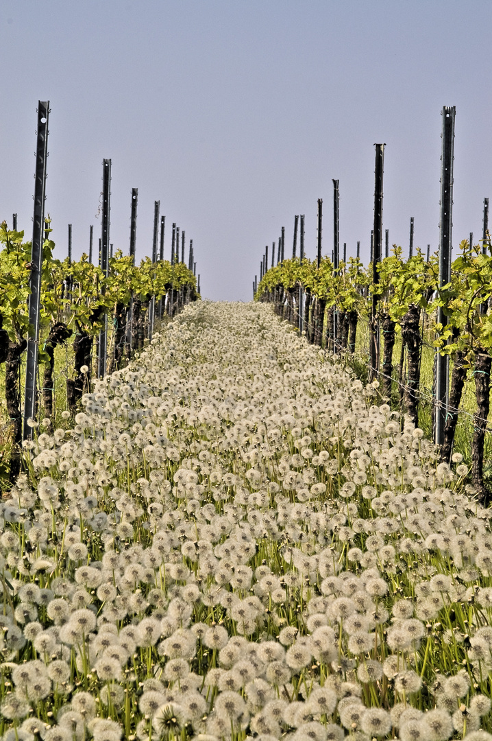 Frühling in der Pfalz - 2