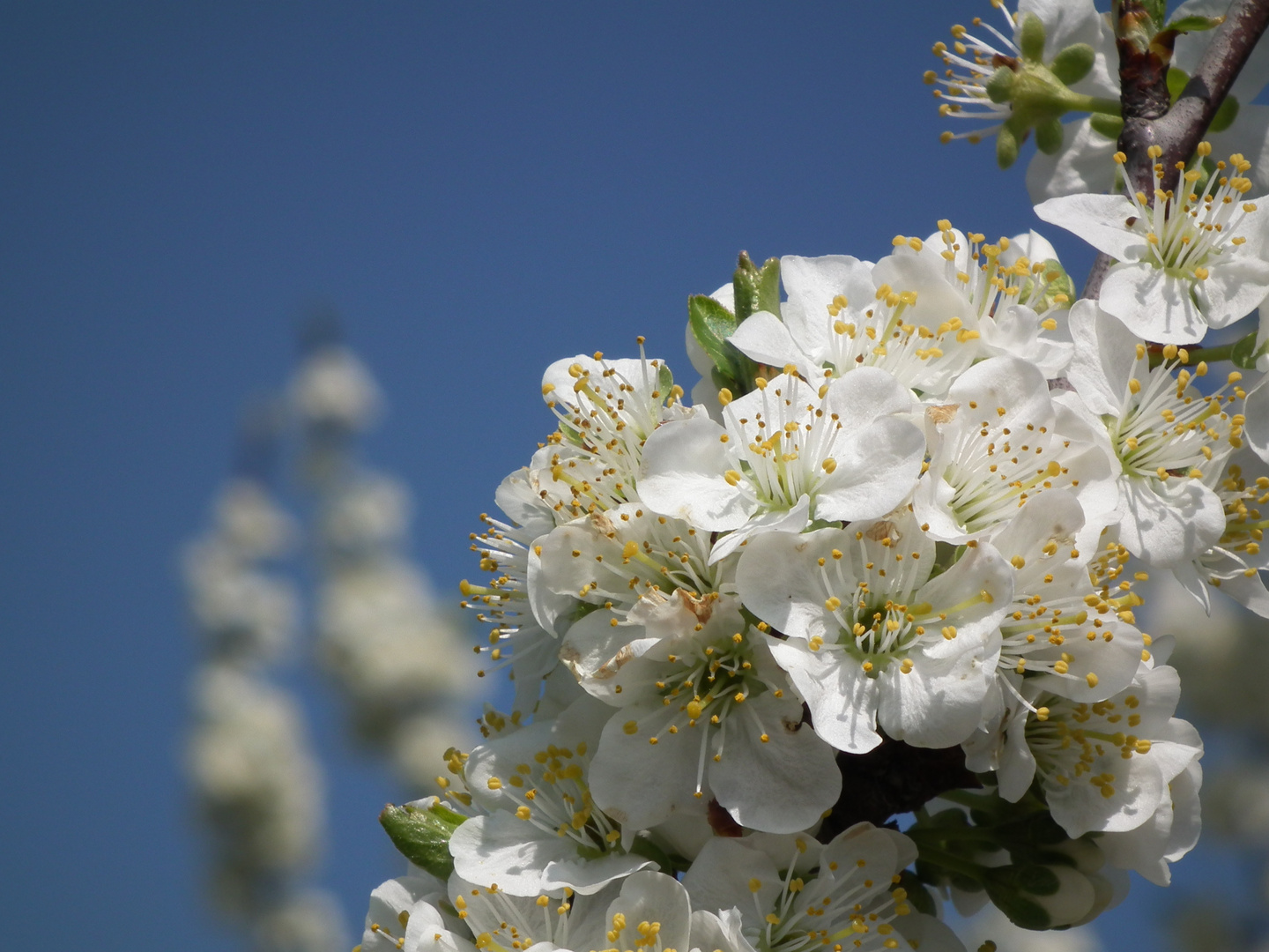 Frühling in der Pfalz