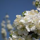 Frühling in der Pfalz