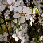 Frühling in der Pfalz !