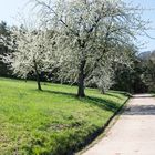 Frühling in der Pfalz - 3