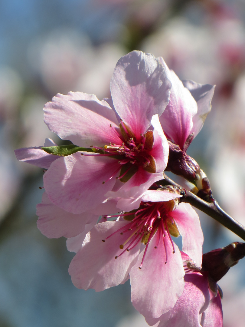 Frühling in der Pfalz