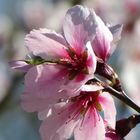 Frühling in der Pfalz