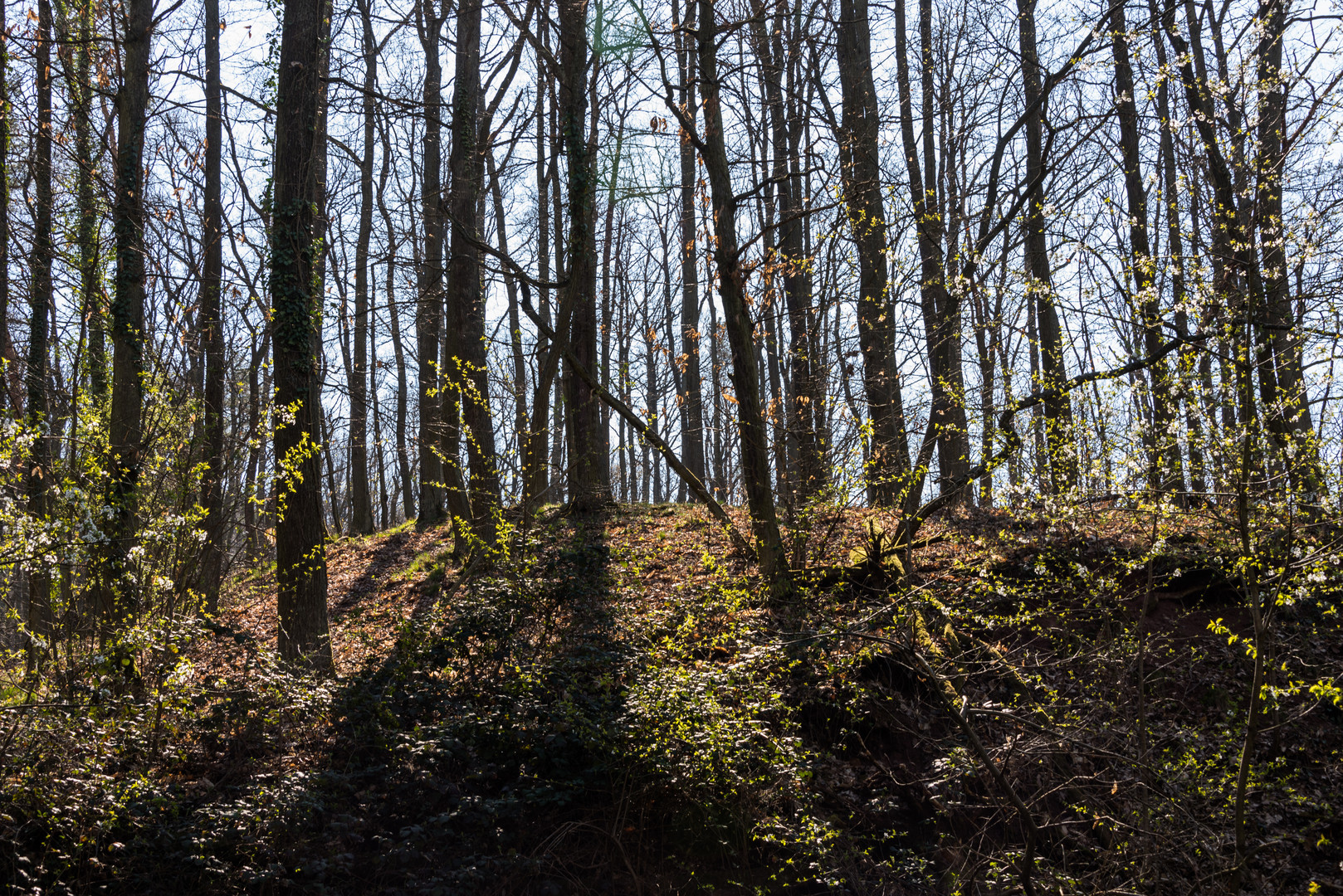 Frühling in der Pfalz - 4