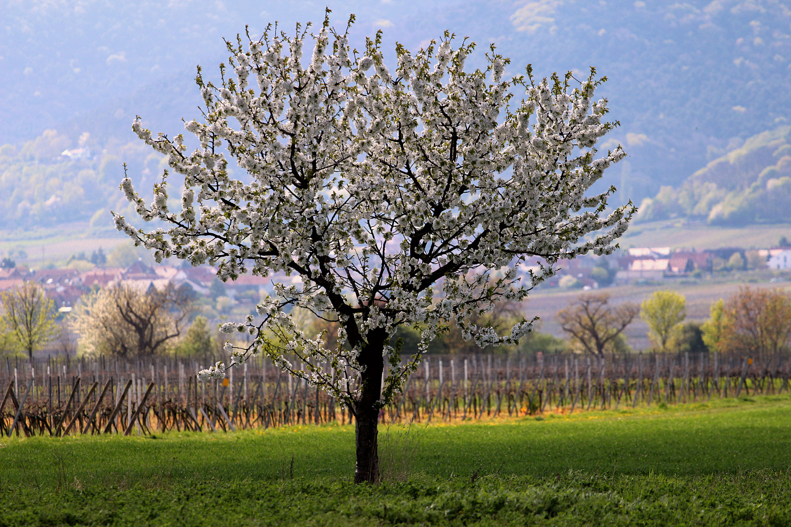 Frühling in der Pfalz