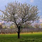 Frühling in der Pfalz