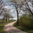 Frühling in der Pfalz - 5