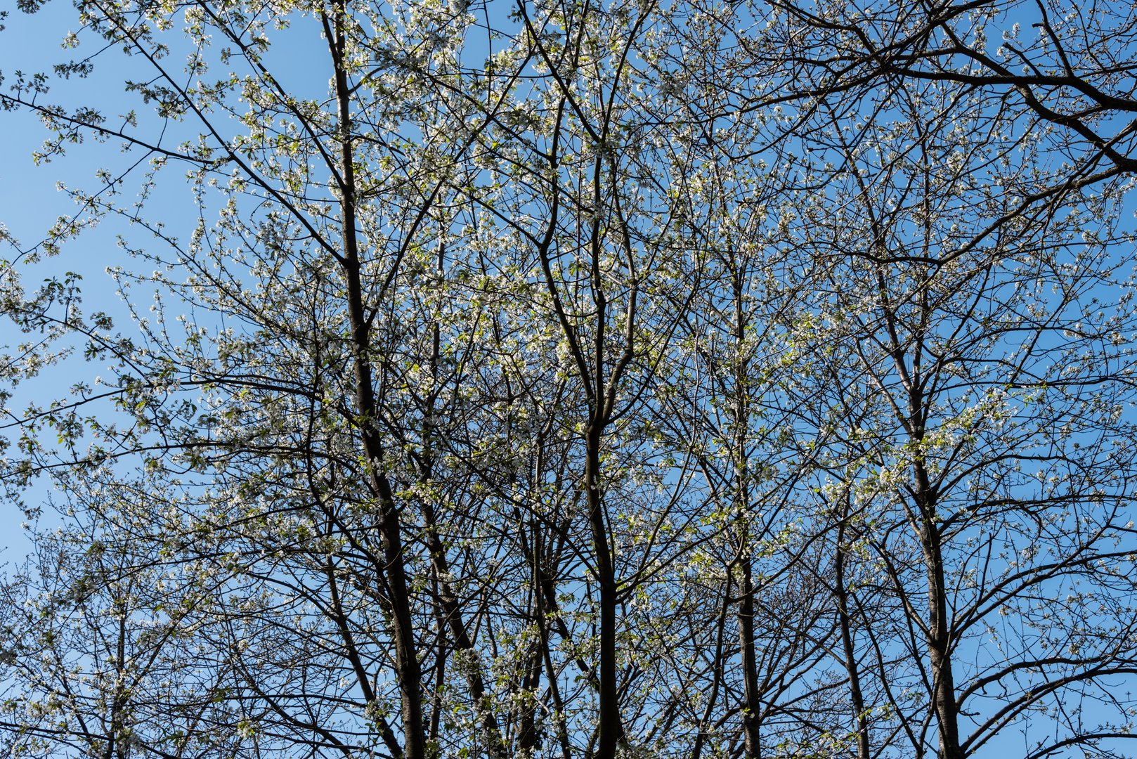 Frühling in der Pfalz - 6