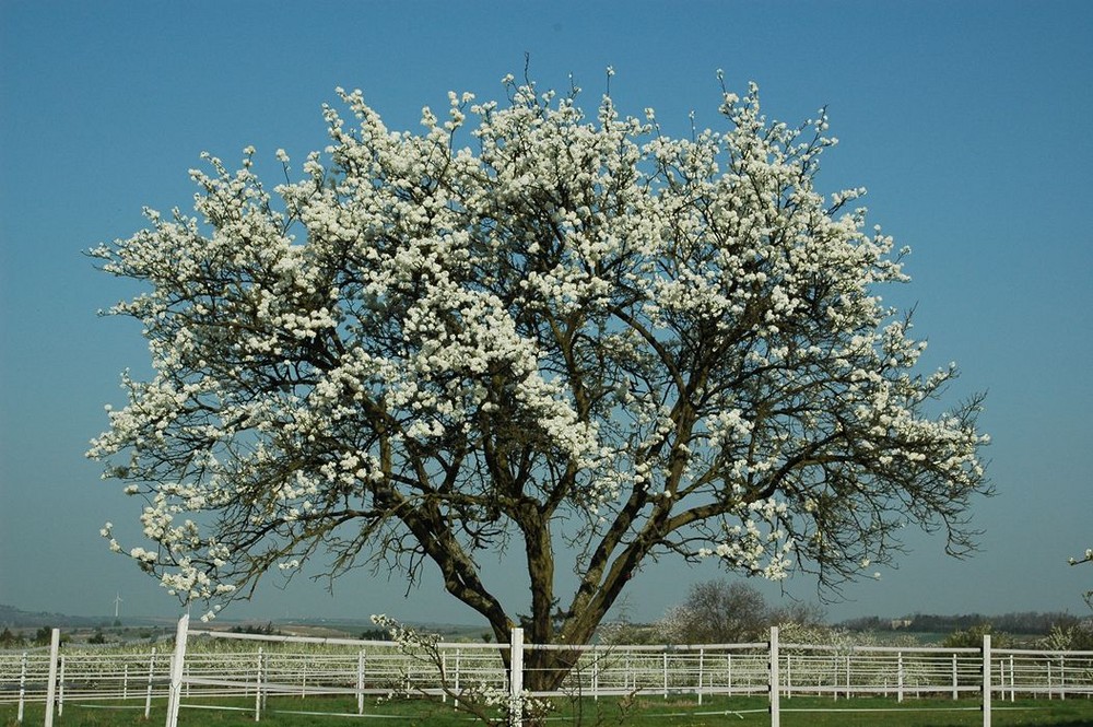 Frühling in der Pfalz