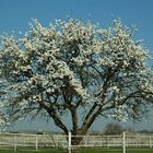 Frühling in der Pfalz