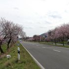 Frühling in der Pfalz