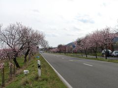 Frühling in der Pfalz