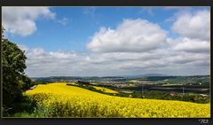 FRÜHLING IN DER PFALZ