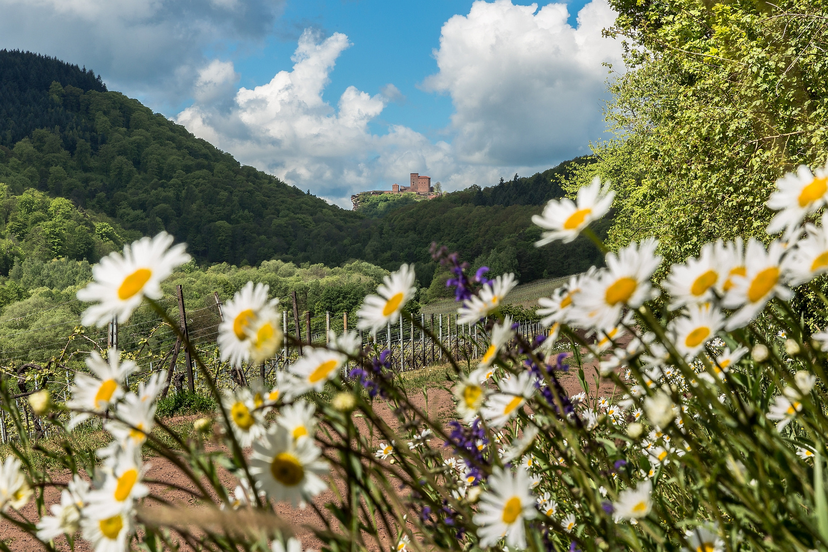 Frühling in der Pfalz