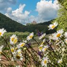 Frühling in der Pfalz