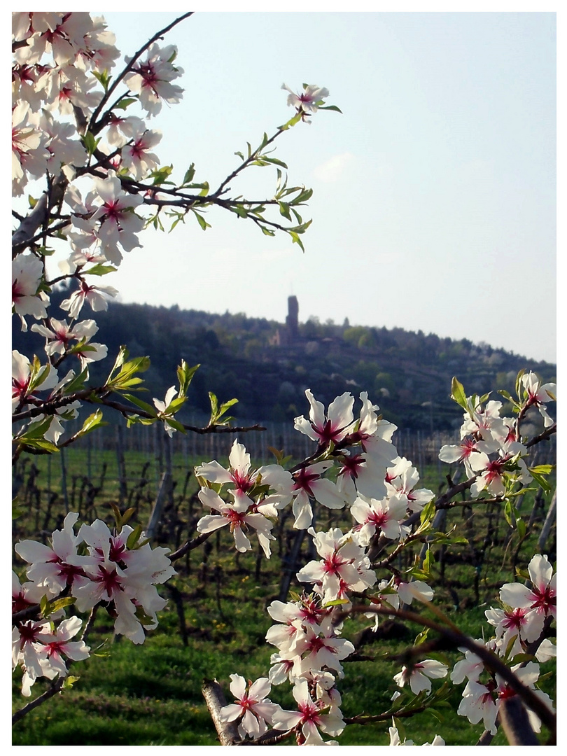 Frühling in der Pfalz