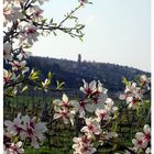 Frühling in der Pfalz