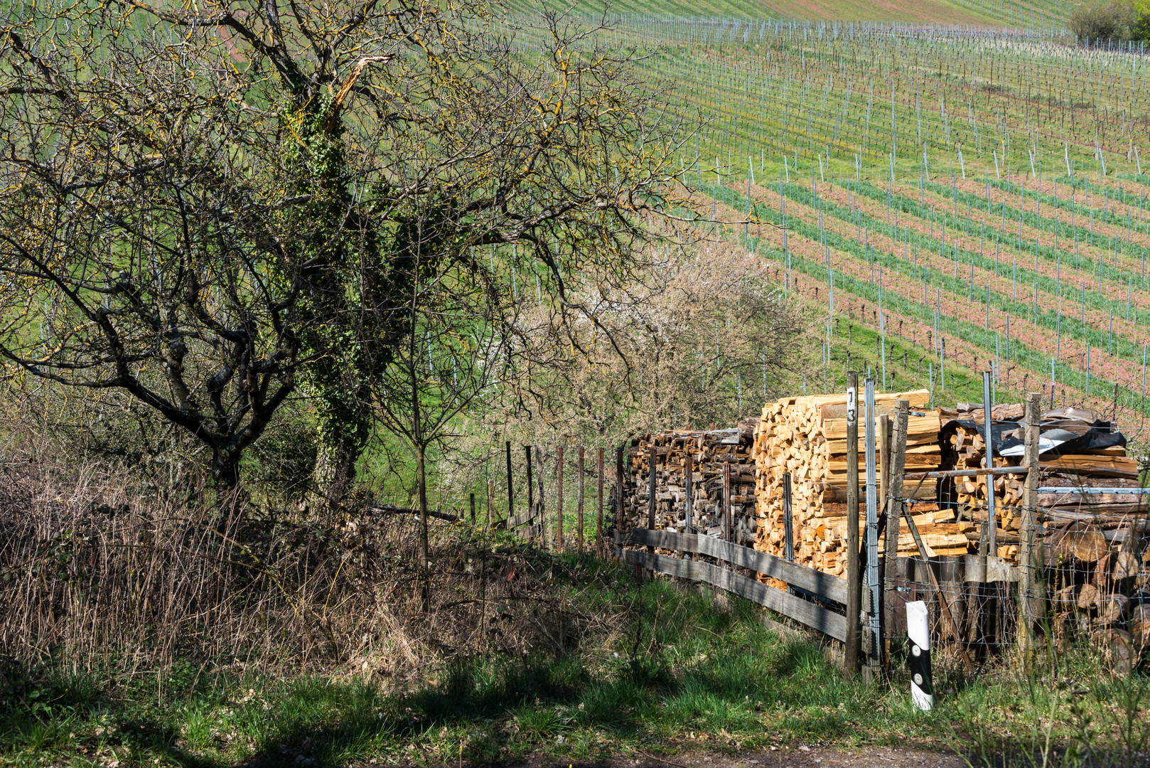 Frühling in der Pfalz - 8