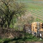 Frühling in der Pfalz - 8