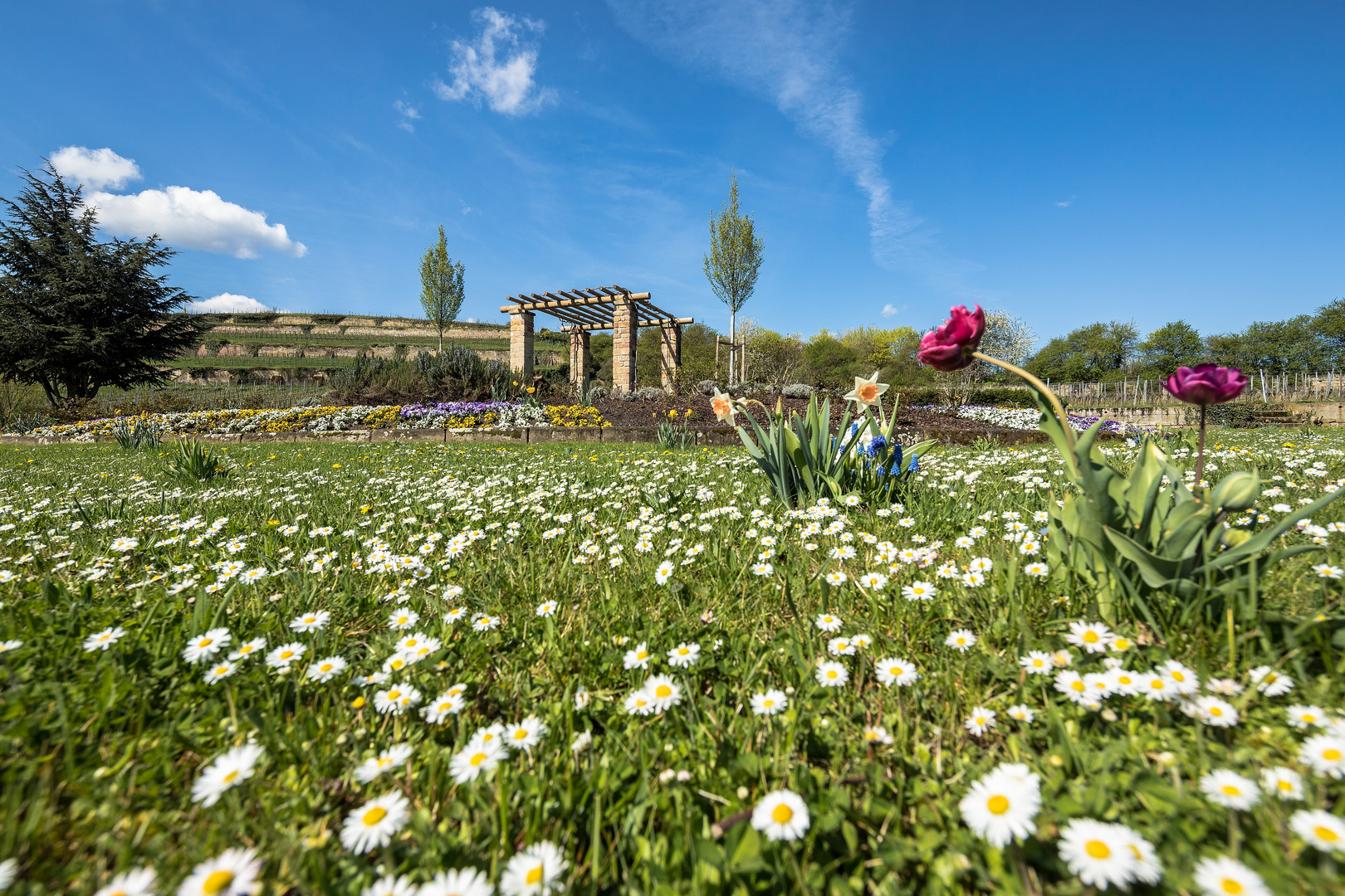 Frühling in der Pfalz