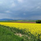 Frühling in der Pfalz !