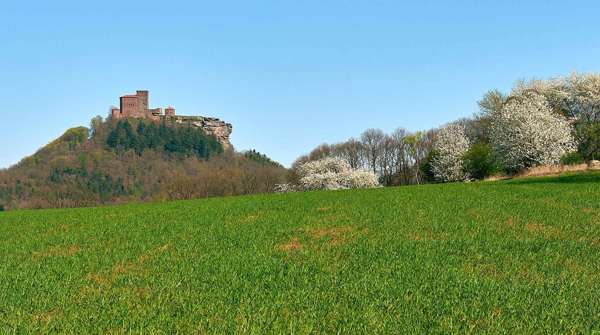 Frühling in der Pfalz.