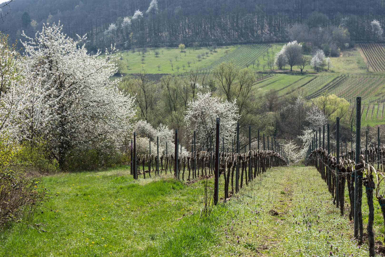 Frühling in der Pfalz - 9