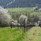 Frühling in der Pfalz - 9