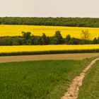 Frühling in der Pfalz