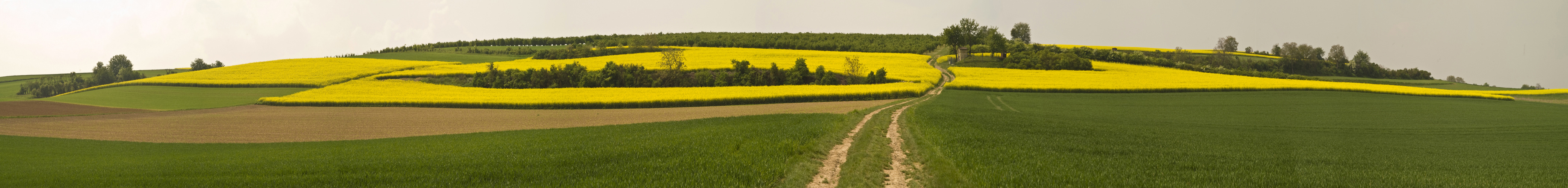 Frühling in der Pfalz