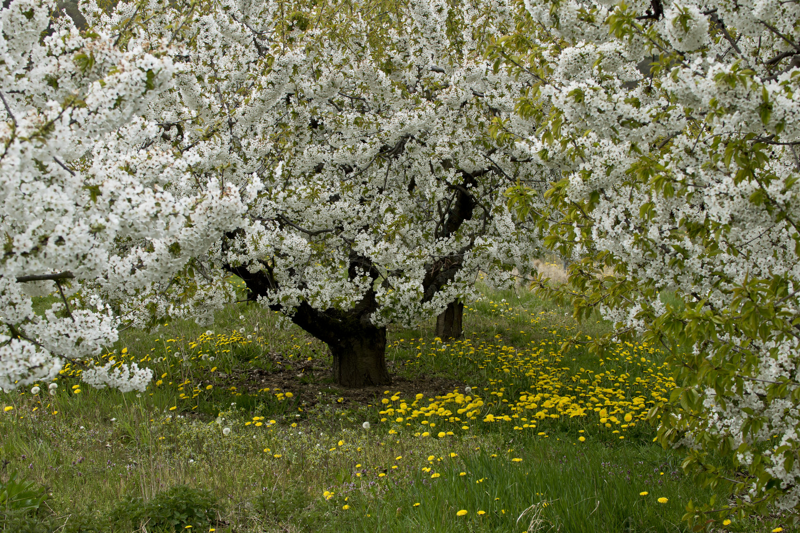 Frühling in der Pfalz