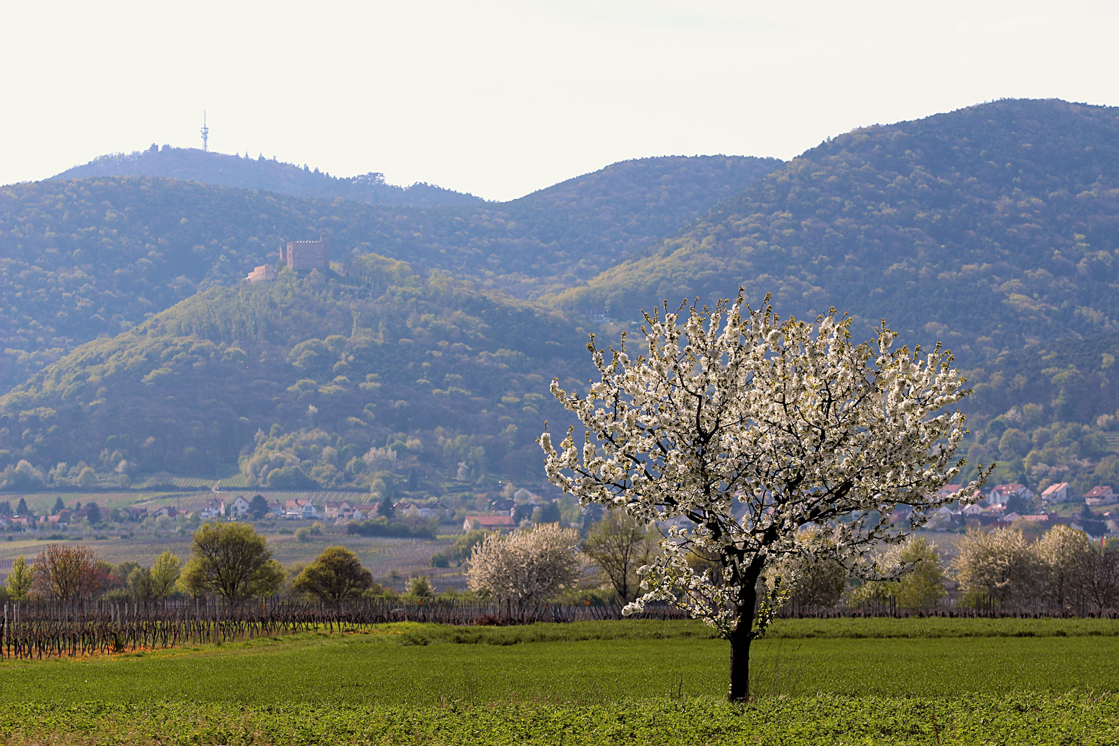 Frühling in der Pfalz