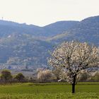 Frühling in der Pfalz