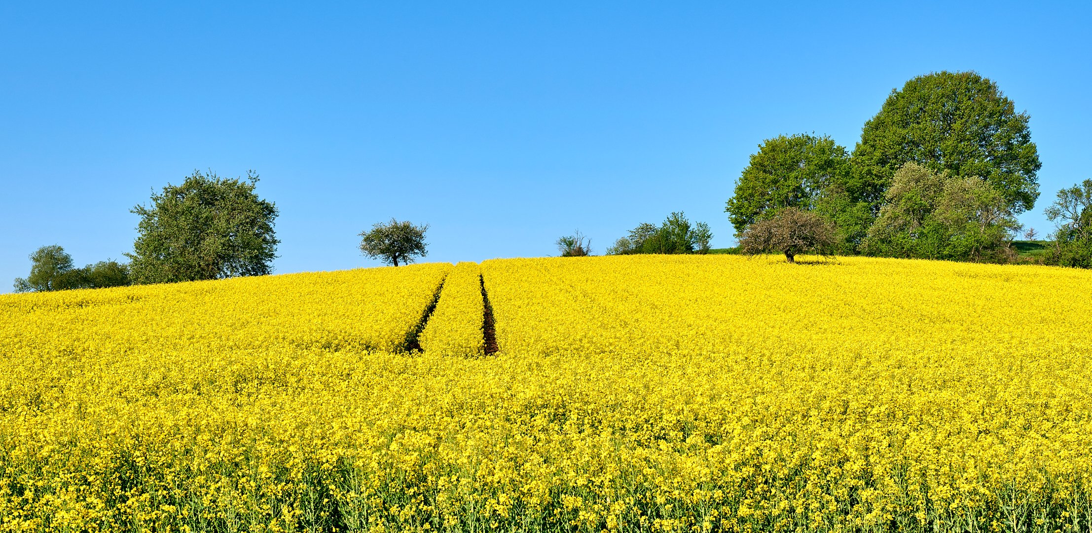 Frühling in der Pfalz