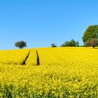 Frühling in der Pfalz