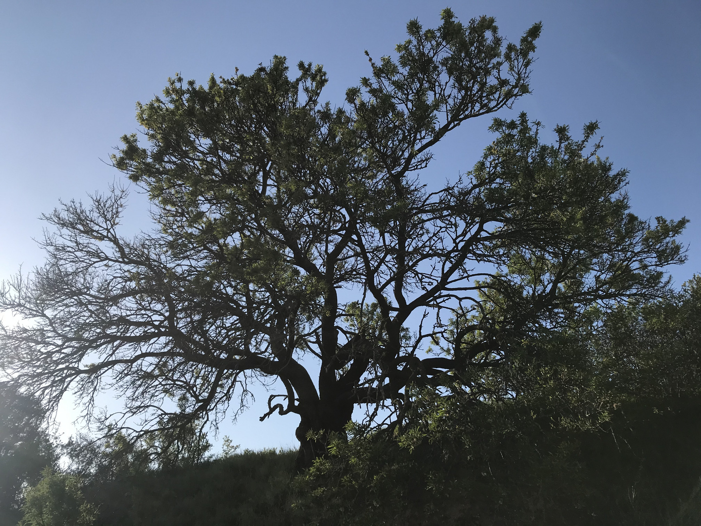 Frühling in der Pfalz 