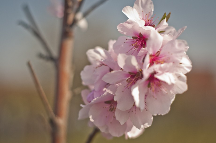 Frühling in der Pfalz