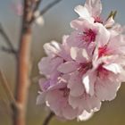 Frühling in der Pfalz