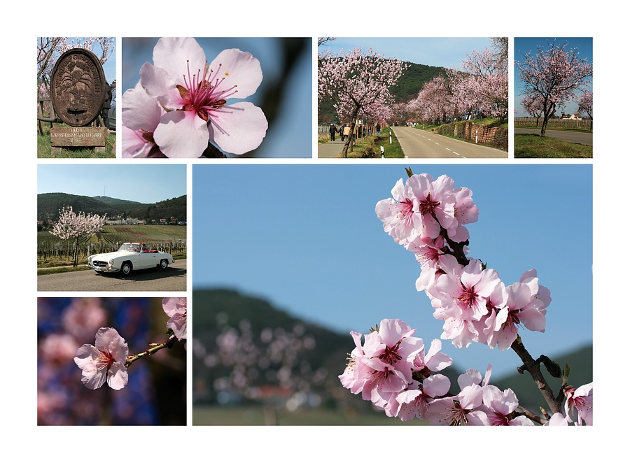 Frühling in der Pfalz