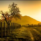 Frühling in der Pfalz