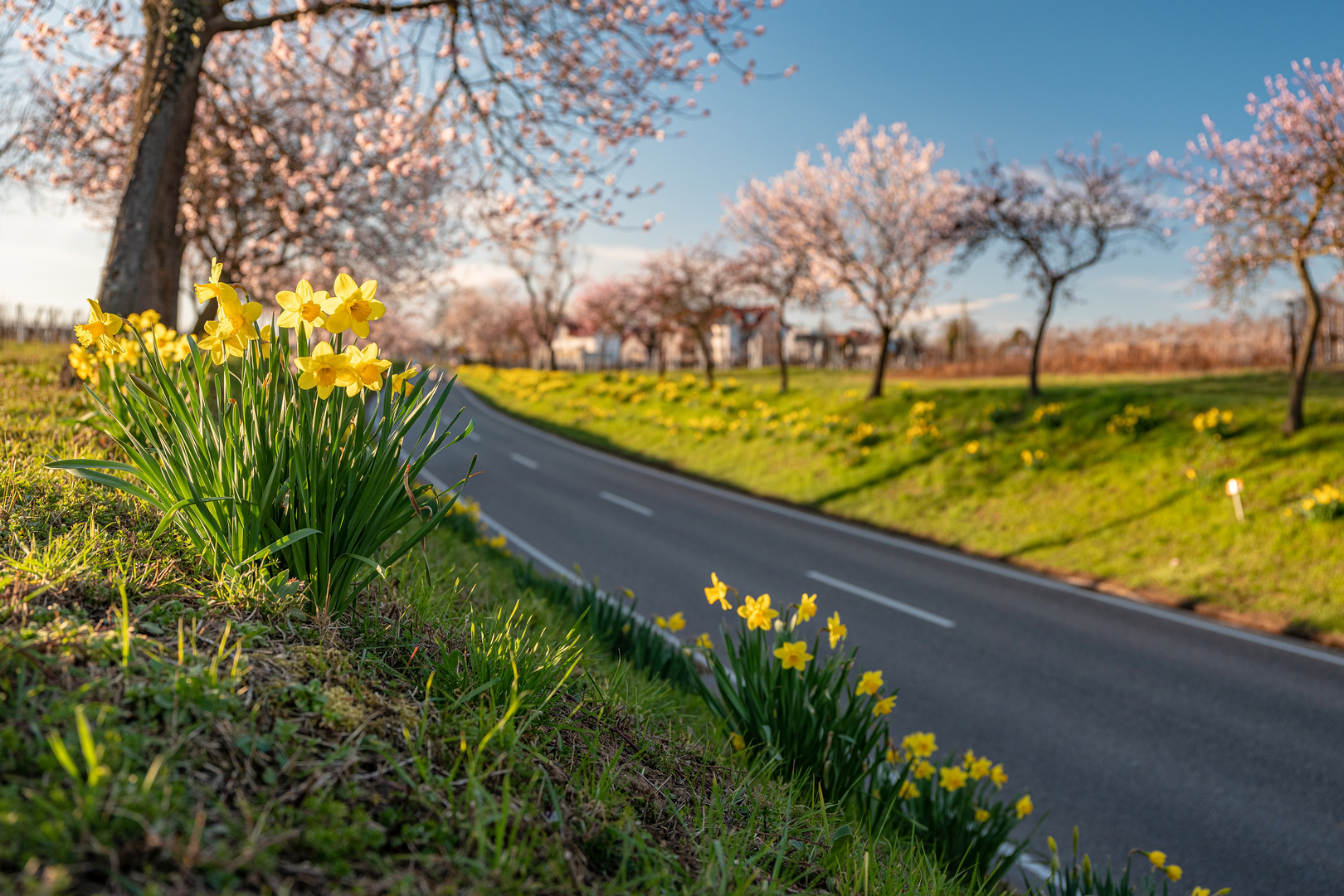 Frühling in der Pfalz