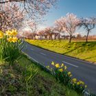 Frühling in der Pfalz