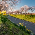 Frühling in der Pfalz