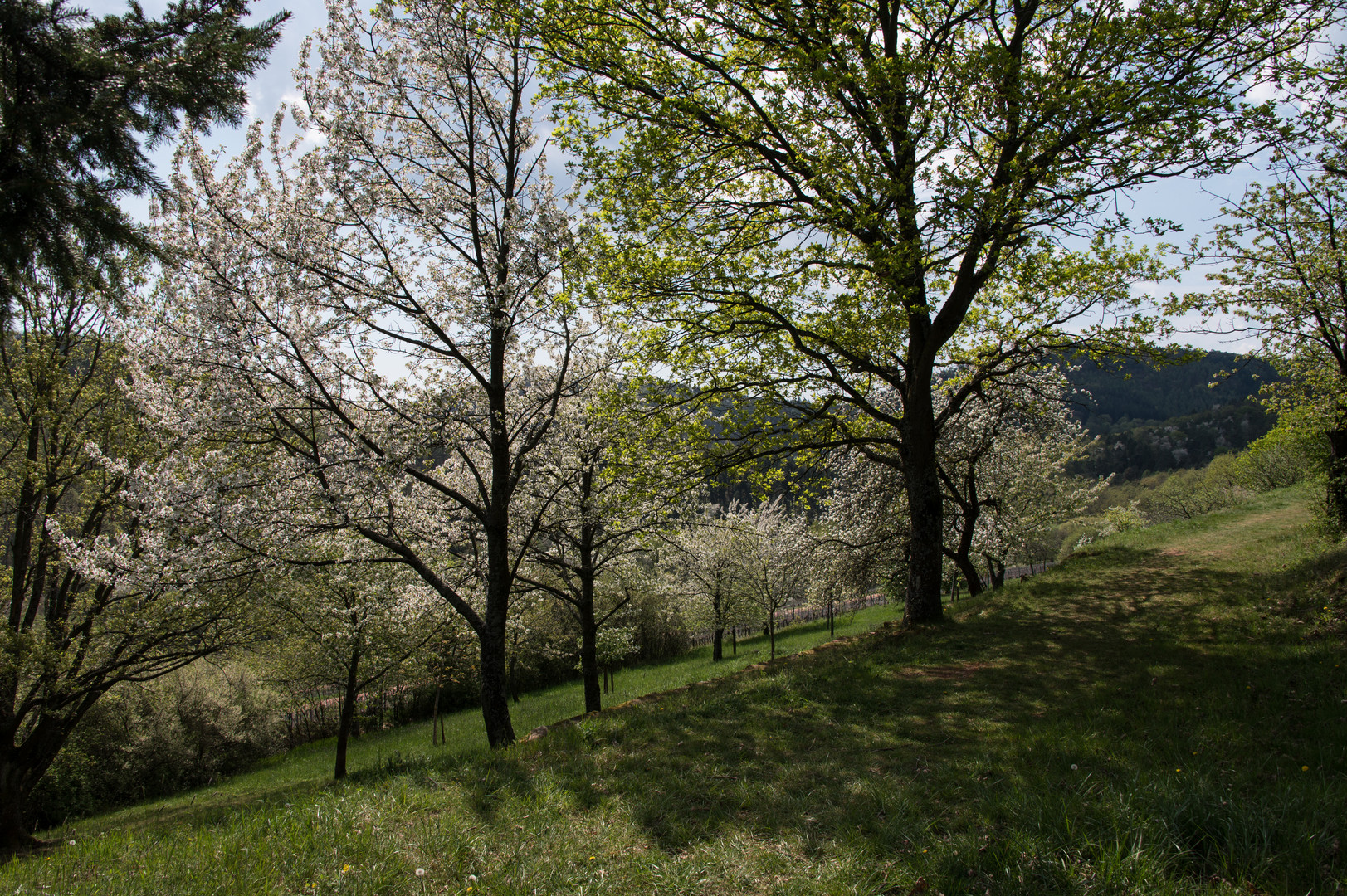 Frühling in der Pfalz - Farbversion