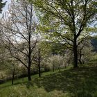 Frühling in der Pfalz - Farbversion