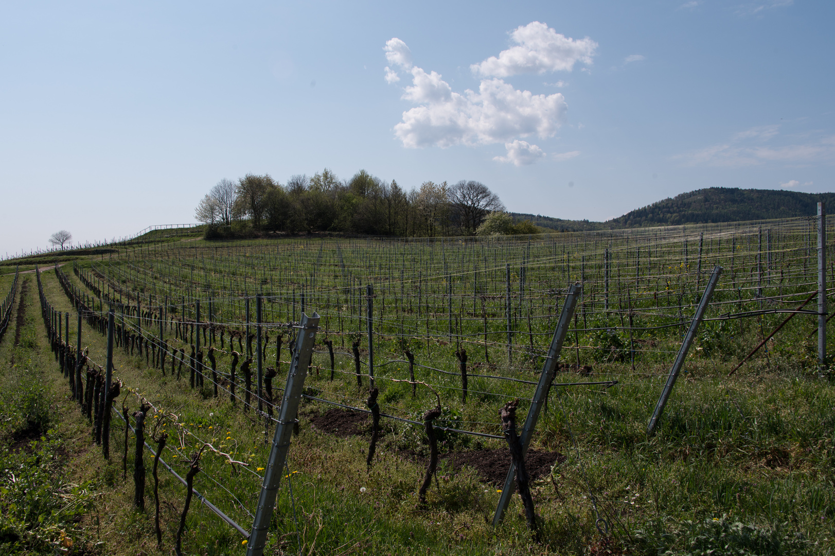 Frühling in der Pfalz (II)