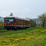 Frühling in der Pfalz (II)