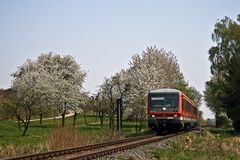Frühling in der Pfalz (V)