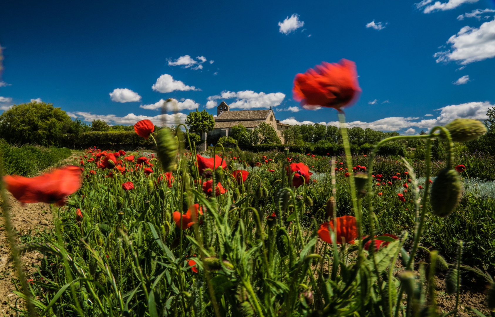 Frühling in der Provence